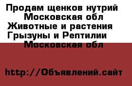 Продам щенков нутрий - Московская обл. Животные и растения » Грызуны и Рептилии   . Московская обл.